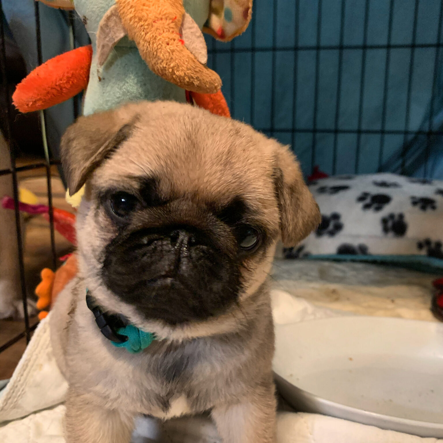 Puppies Dixie Pugs of TN