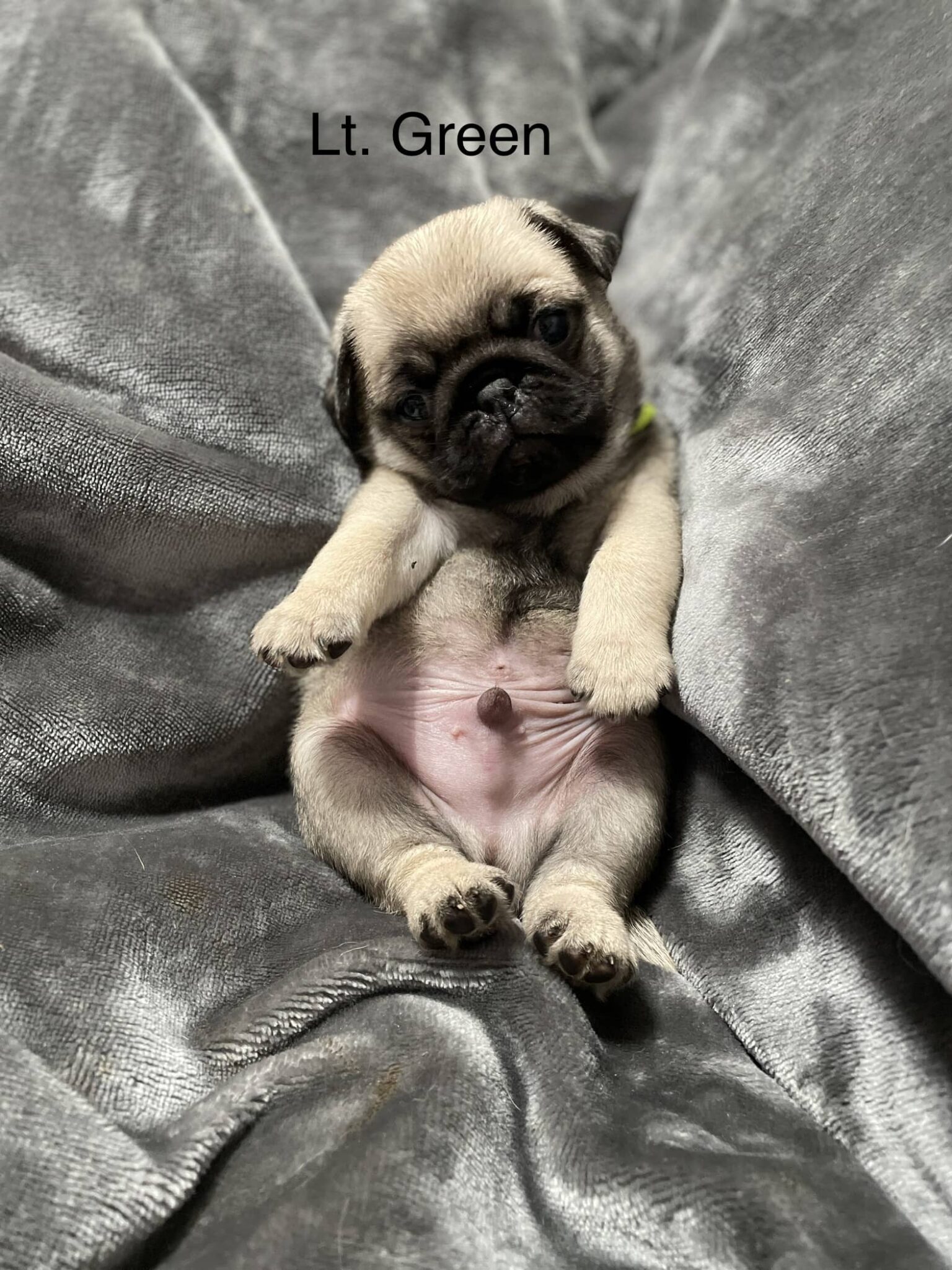 Available Puppies Dixie Pugs of TN