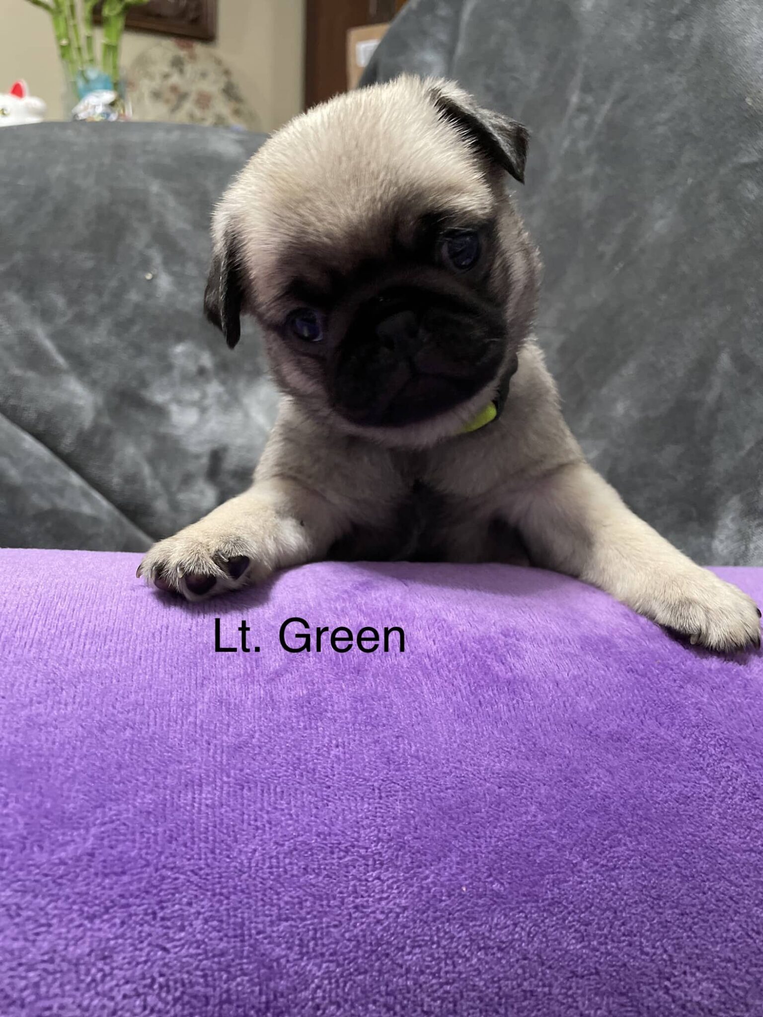 Available Puppies Dixie Pugs of TN
