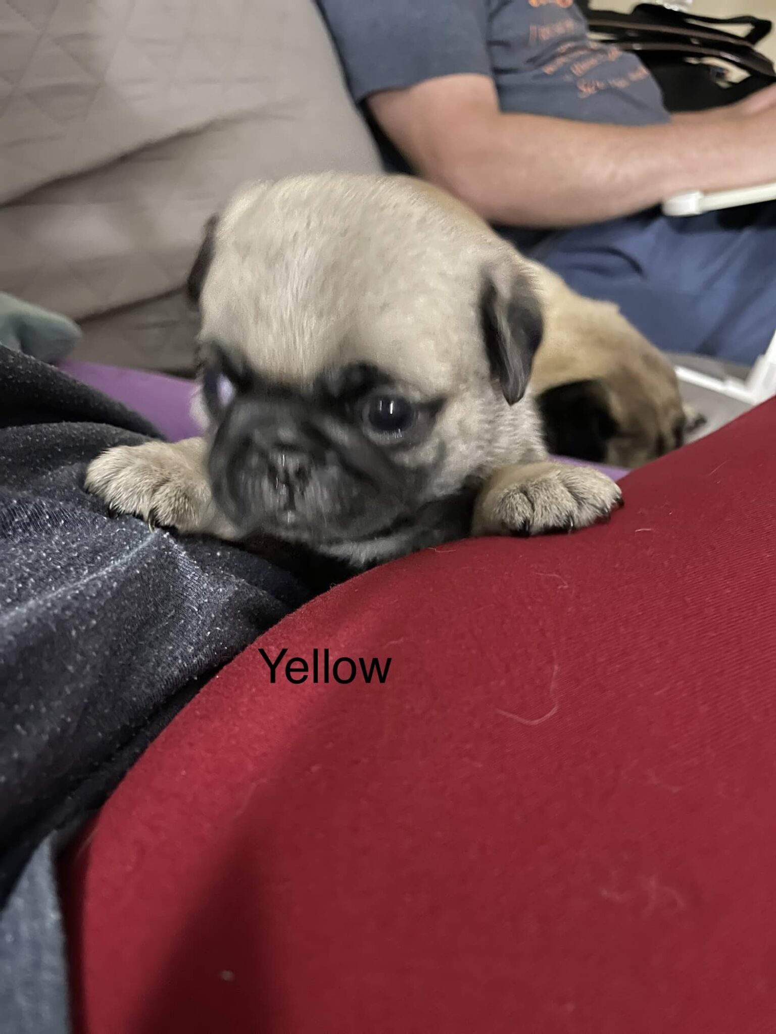 Available Puppies Dixie Pugs of TN