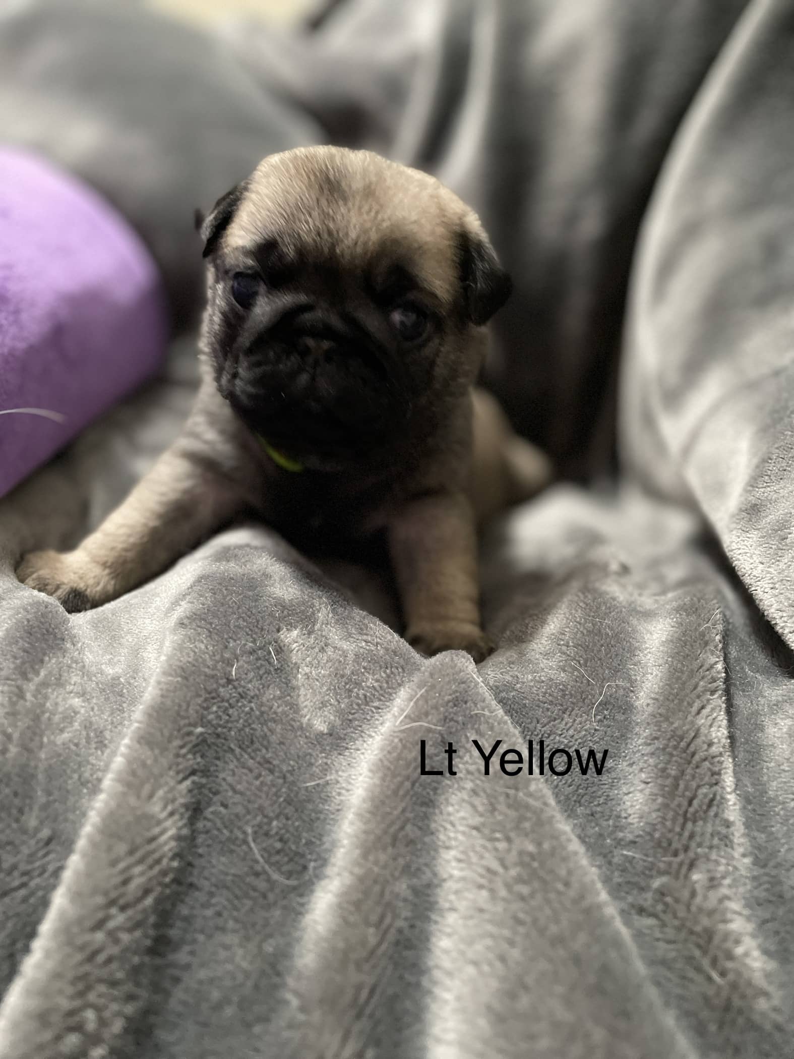 Available Puppies Dixie Pugs of TN